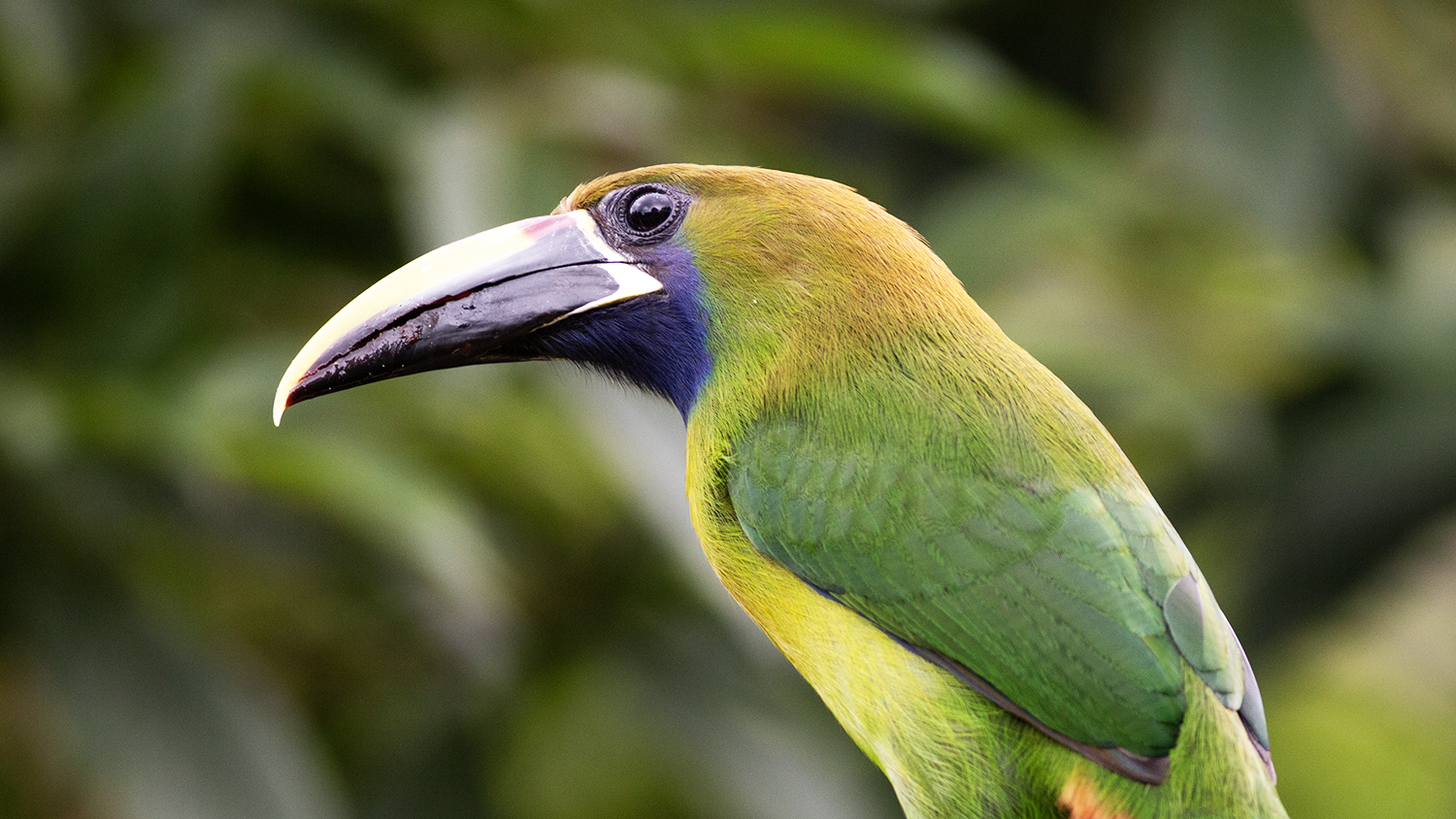 Northern Emerald-Toucanet